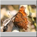 Polygonia C-Album - C-Falter 03.jpg